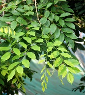 angsana