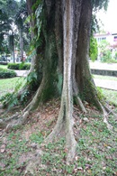 angsana