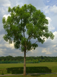 4 Senegal Mahogany - Know 10 Trees - Recommended Activities - Family