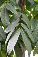 broad leafed mahogany