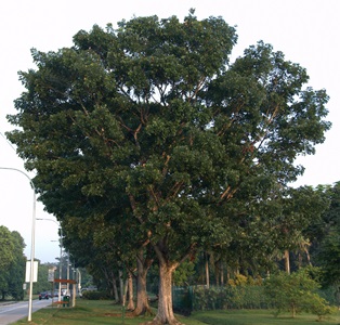 broad leafed mahogany