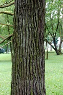 tembusu