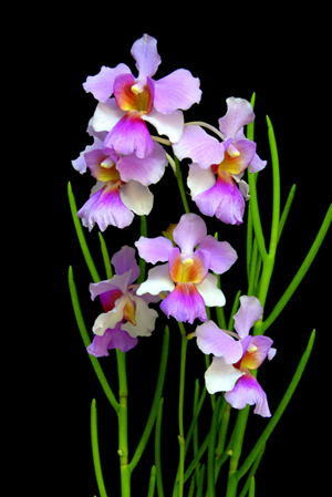 vanda joaquim miss flower national singapore papilionanthe flowers orchid sg nature drawing orchids nparks grow activities gov agnes inflorescence single