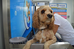Dog Wash Teaser