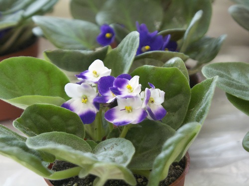 Beautiful Indoor Plants: Begonias and African Violets (A Gardening  Workshop) - - - What's On - Activities - National Parks Board (NParks)