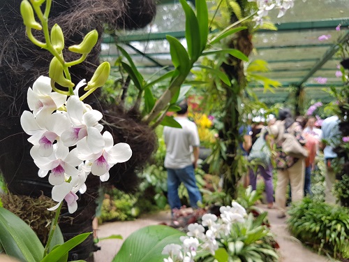 Growing Tropical Orchids For Beginners Cancelled What S On Activities National Parks Board Nparks