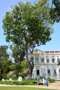 Civic District Tree Trail