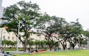 Civic District Tree Trail_Empress Lawn
