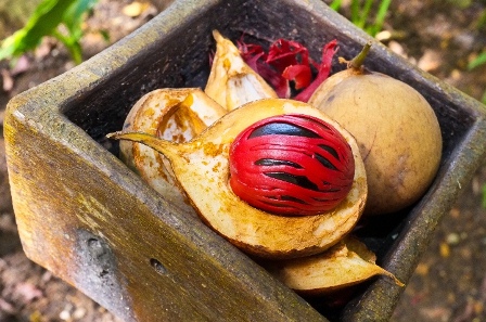 nutmeg fruit