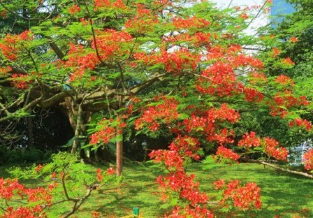 flame of the forest tree