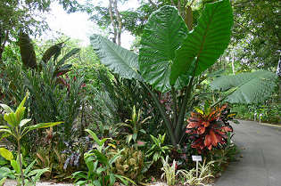 Looking at Plants