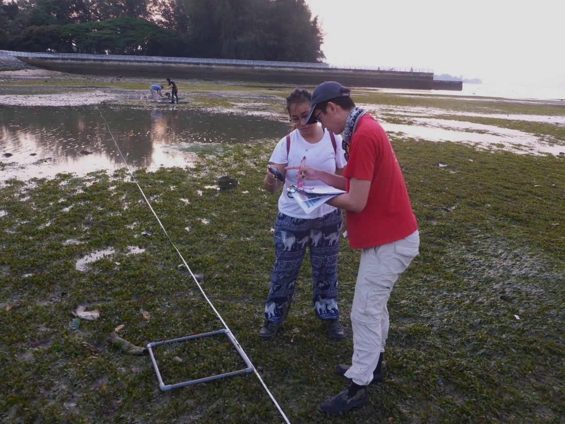 Intertidal Watch volunteers sampling within a quadrant