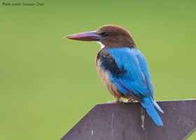 Bird count image