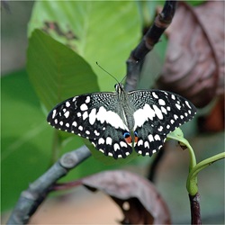 Species List (Red Data Book List) - Wildlife in Singapore - Biodiversity -  National Parks Board (NParks)