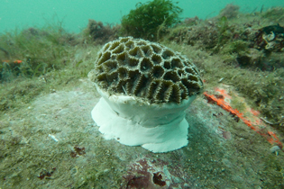 Plant-A-Coral Programme