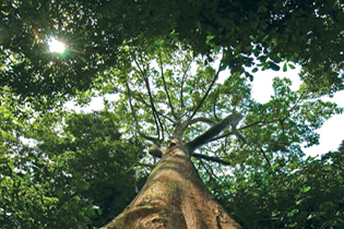 Plant-A-Tree Programme