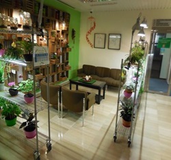 Image of a lush office with plant decor and indoor gardening, creating a more vibrant working environment