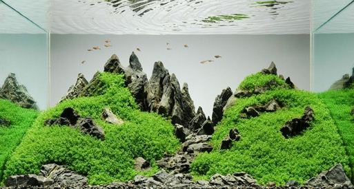 Image of an aquascape