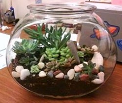 Image of a terrarium