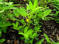 Plant