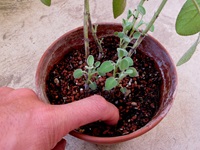 testing soil