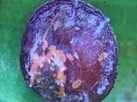 plant pests
