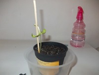 watering plants