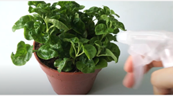 Caring for Plants