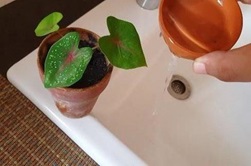 Gardening Etiquette