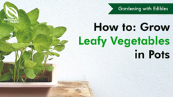 Gardening with Videos thumbnail