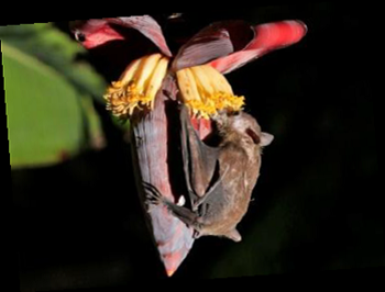 Bats - Animal Encounters - Do's and Don'ts - Gardens, Parks
