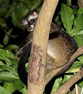 Civets Animal Encounters Do S And Don Ts Gardens Parks Nature National Parks Board Nparks Civets Animal Encounters Do S And Don Ts Gardens Parks Nature National Parks Board Nparks