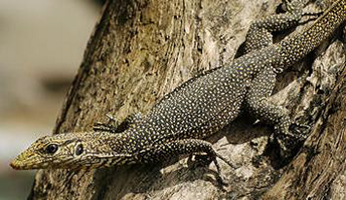 Monitor Lizards - Animal Encounters - Do's and Don'ts - Gardens, Parks &  Nature - National Parks Board (NParks)