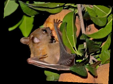 used bats