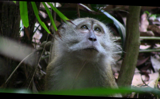 Macaques
