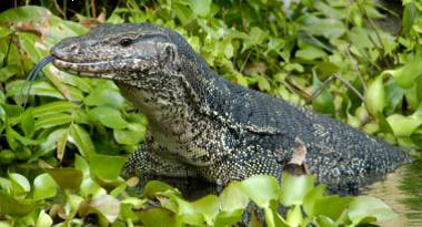 Malayan Water Monitor Lizard