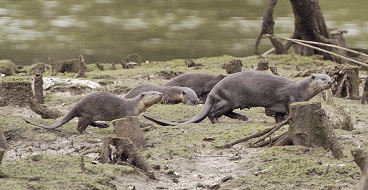 Otter2
