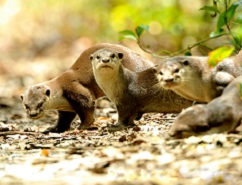 Otter3