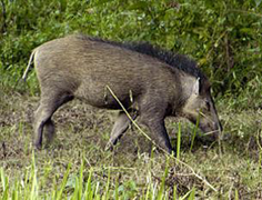 Wild Boars - Animal Encounters - Do's and Don'ts - Gardens, Parks & Nature  - National Parks Board (NParks)