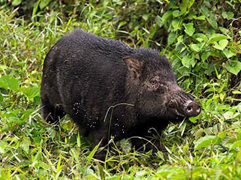 Wild Boars - Animal Encounters - Do's and Don'ts - Gardens, Parks & Nature  - National Parks Board (NParks)