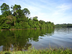 Macritchie Scenery
