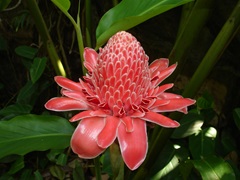 Singapore Botanic Gardens - Ginger Garden