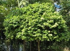 HortPark Streets of Singapore