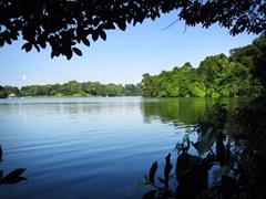 Macritchie Prunus Trail scenery