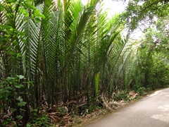 Pulau Ubin - Tree Trail