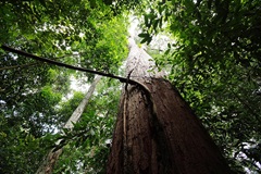 Singapore Botanic Gardens - Rainforest Trail