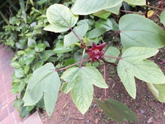 Roselle