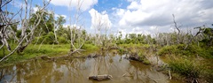 Tampines Eco Green - Freshwater habitat
