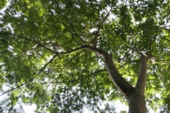 Trees of the Fort