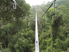 TreeTop Walk